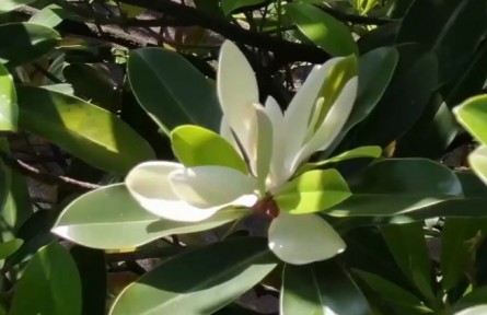 難得一見！這株極危物種30多年來第一次開花