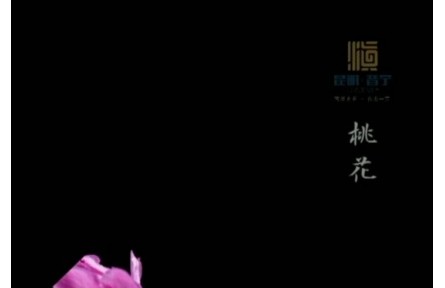 延時攝影！花與春天撞了個滿懷