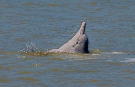 福建霞浦：國家一級保護(hù)動物中華白海豚現(xiàn)身