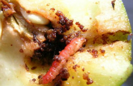 梨小食心蟲迷向絲，讓果樹“心病”有的治