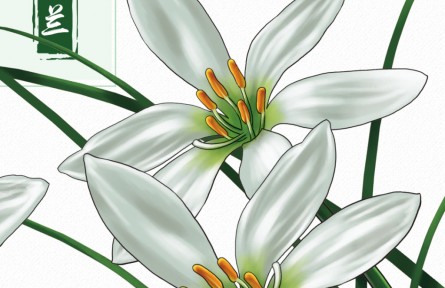 物種故事 | 蔥蘭：形似小蔥，翠葉白花，它開出了人間煙火的浪漫