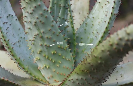 物種故事 | 蘆薈：你，學(xué)“薈”了么？