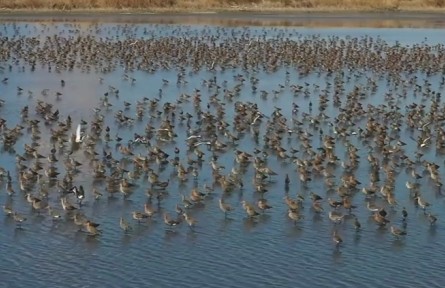 數(shù)萬只候鳥聚集天津北疆濕地 涌動(dòng)“鳥浪”震撼來襲