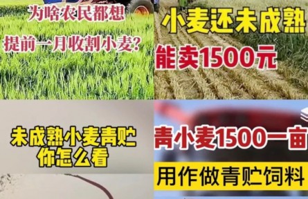 青小麥收割當飼料賣，一畝1500元？農(nóng)業(yè)農(nóng)村部：嚴查毀麥行為！