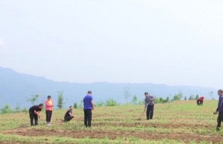 重慶 湖北 福建等地進入夏管夏收大忙時節(jié) 加強田間管理 為全年增產(chǎn)豐收打好基礎(chǔ)