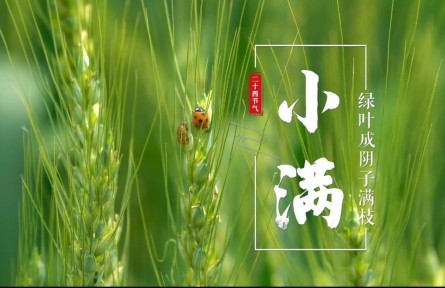 小滿，綠葉成陰子滿枝