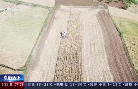 小滿小滿，麥粒漸滿！我國夏糧豐收在望