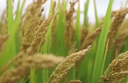 全國多地開啟大規(guī)?！昂Ｋ尽辈逖?></a></td>
<td align=