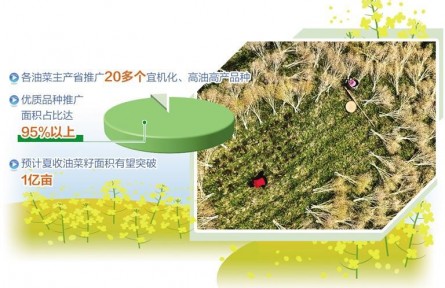全國(guó)夏收油菜籽產(chǎn)銷兩旺 油菜產(chǎn)能提升成效初顯