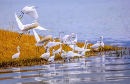 濕地保護(hù) wetlands protection