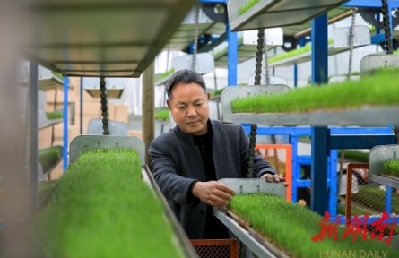 湖南岳陽金興村：誰知盤中餐，粒粒皆“智慧”