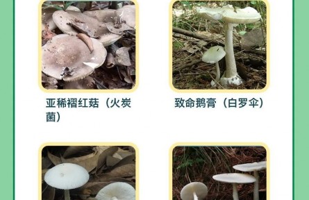 辟謠 | 男子用銀鐲試野蘑菇，仍中毒進醫(yī)院！判斷毒菌有兩大金標準