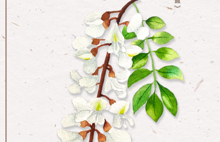 物種故事 | 刺槐：槐花滿院氣，松子落階聲