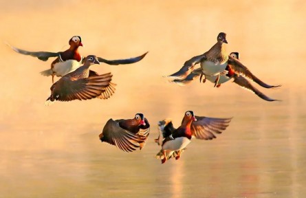 北京朝陽(yáng)群眾鏡頭下的群鳥(niǎo)