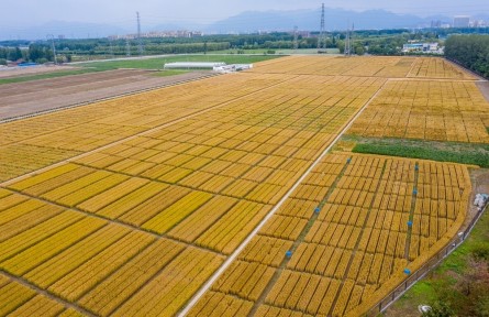 北京昌平：夏收時(shí)節(jié)，“麥”向豐收