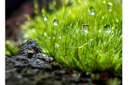 名言 | 袁枚：苔花如米小，也學(xué)牡丹開