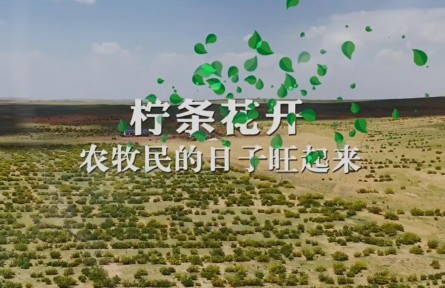 說說我的綠色獲得感 | 檸條花開，農(nóng)牧民的日子旺起來