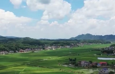 【在希望的田野上·三夏時節(jié)】精細高效管理 農(nóng)作物長勢良好