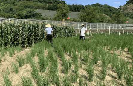 云南河口：干部下沉一線(xiàn)護(hù)航糧食生產(chǎn)安全