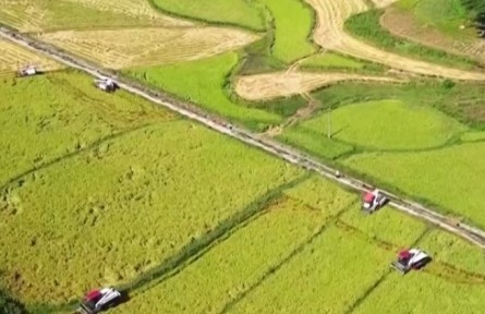 重慶：大面積水稻提前成熟 機(jī)械化加快收割進(jìn)度