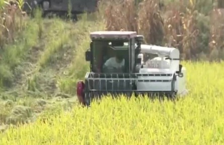 四川資中：宜機(jī)化改造 水稻畝產(chǎn)增加至630公斤