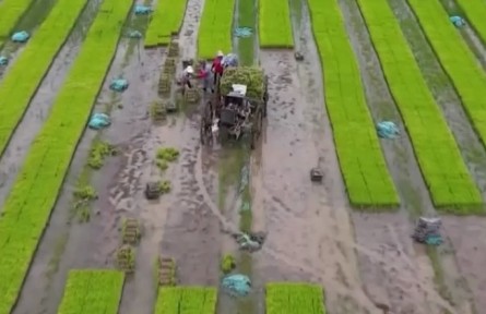 山東濱州：小麥入庫 農民喜獲豐收