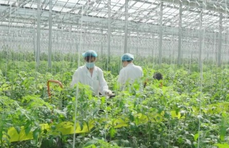 山東濰坊壽光市：新農業(yè) 新壽光