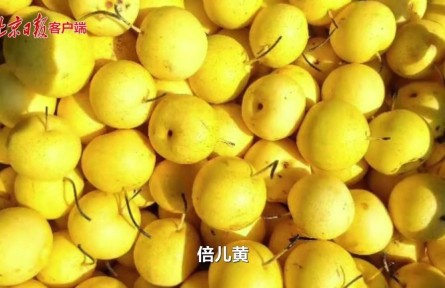 二十四節(jié)氣｜處暑秋梨最養(yǎng)人，京白梨采摘正當(dāng)時