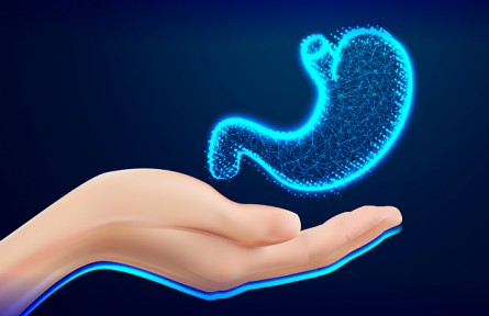 胃越撐越大、越餓越小是真的嗎？