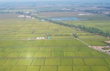 【在希望的田野上】加強良種推廣 夯實糧食穩(wěn)產(chǎn)增產(chǎn)基礎