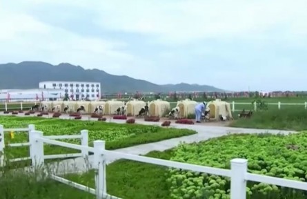 內蒙古：大型農機助力 3200畝紫花苜蓿草開始收割