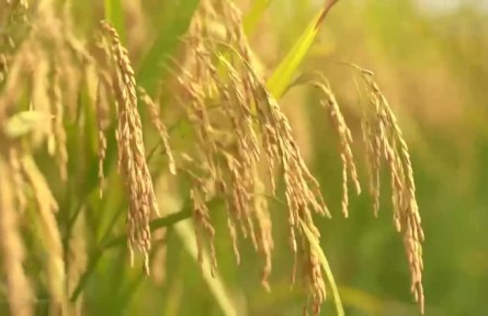 【領(lǐng)航中國】夯實(shí)大國糧倉根基 端牢中國人的飯碗