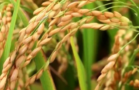 豐收節(jié)里話豐收：我國早稻面積和產(chǎn)量均實現(xiàn)增加