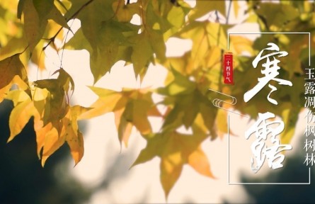 寒露，玉露凋傷楓樹林