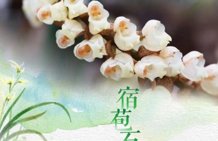 物種故事 | 宿苞石仙桃：晶瑩剔透的“項鏈蘭”