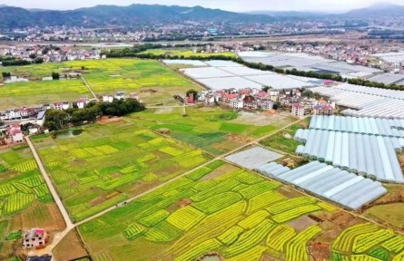 江西興國：“接茬”輪作搶農(nóng)時(shí) 油菜種植育新機(jī)