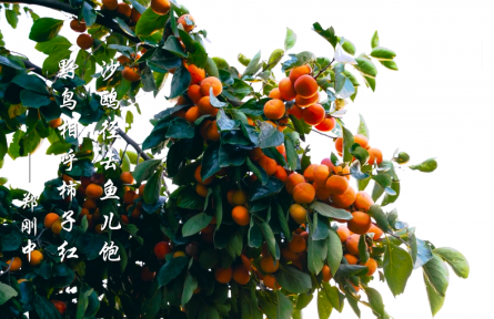 霜降，霜葉紅于二月花