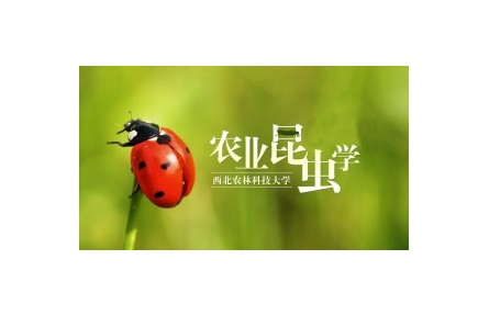 《農(nóng)業(yè)昆蟲學》系列講座（視頻，共22講）