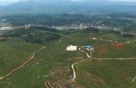 貴州黎平：“金果”滿(mǎn)枝頭 29萬(wàn)畝油茶林迎豐收
