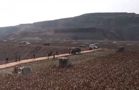 陜西榆林：谷子高粱迎豐收 助力農(nóng)戶(hù)增收
