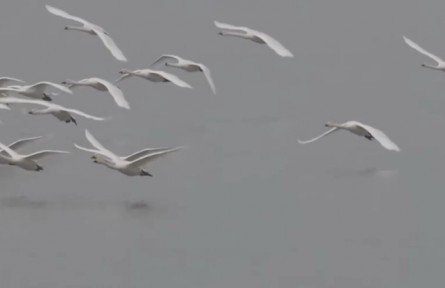 聚焦世界濕地大會：大批大天鵝抵達(dá)黃河濕地棲息越冬