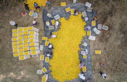 江西信豐：臍橙摘下滿(mǎn)地金 橙香甜醉果農(nóng)心