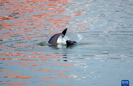 長(zhǎng)江江豚 Yangtze finless porpoises