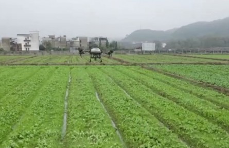 積極推廣良種良法 打牢豐收基礎