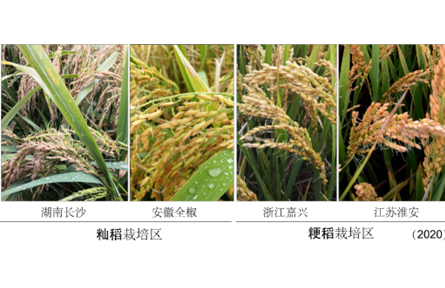 我國科學家找到調控水稻小麥穗發(fā)芽的“開關”