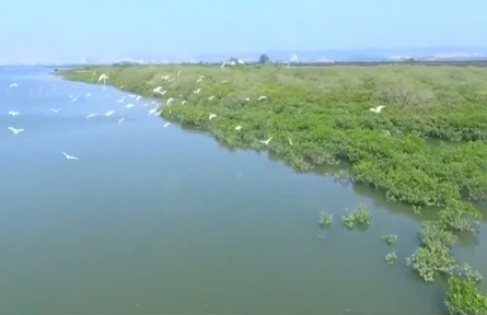 多樣的生物 多樣的精彩：生物多樣性為什么那么重要？