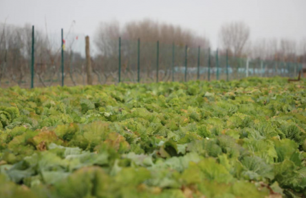 北京大興：25畝白菜急收 志愿收菜隊(duì)趕來(lái)解民憂