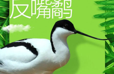 物種故事 | 反嘴鷸：鳥界“時(shí)尚達(dá)人”