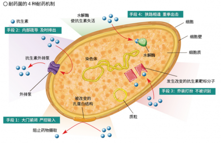 面對抗生素的“追殺”，細(xì)菌竟有這么多逃脫伎倆？