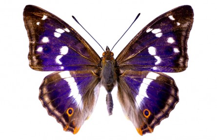 物種故事 | 紫閃蛺蝶：幼蟲會“變色”的蝴蝶